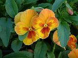 Pansies Yellow 